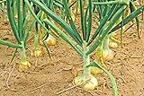 Vidalia Sweet Onion Seeds Organic Non-GMO 110/170 Days Spring/Fall Garden rsc2a1r (200+ Seeds) photo / $9.99