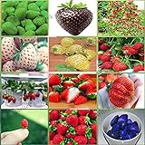12 paquetes diferentes semillas de fresa (verde, blanco, negro, rojo, azul, gigante, Mini, Bonsai, rojo normal, Pineberry) E3508 foto / 6,99 €