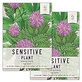 Seed Needs, Sensitive Plant (Mimosa pudica) Twin Pack of 100 Seeds Each photo / $8.85 ($0.04 / Count)