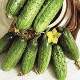 Seeds Cucumber Parisian Gherkin Pickling Heirloom Vegetable for Planting Non GMO photo / $6.99