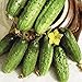 photo Seeds Cucumber Parisian Gherkin Pickling Heirloom Vegetable for Planting Non GMO
