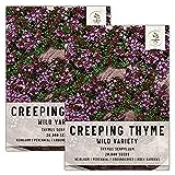 Seed Needs, Wild Creeping Thyme (Thymus serpyllum) Twin Pack of 20,000 Seeds Each photo / $13.99 ($0.00 / Count)