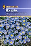 Sperli Blumensamen Alpenaster hellblau, grün foto / 1,86 €