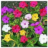 80 Mixed Four O'Clock Seeds - Tender Perennial That Reseeds Easily photo / $9.99 ($0.12 / Count)