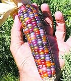 Vegetable Seeds 20 dulce Rainbow maíz semillas coloridas Healty maíz en grano Cereales Sementes 95% + de germinación en la granja Jardín Bonasai púrpura foto / 14,99 €