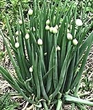100 Winterheckenzwiebel Samen, Allium fistulosum, Welsh Onion, mehrjährig,winterhart foto / 3,99 €