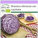 SAFLAX - Ecológico - Col repollo - 250 semillas - Brassica oleracea foto / 3,95 €