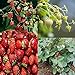 photo David's Garden Seeds Collection Set Fruit Strawberry 7449 (Red) 4 Varieties 200 Non-GMO Seeds
