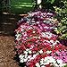 photo Impatiens Flower Garden Seeds - F1 Dazzler Series - Merlot Mix - 500 Seeds - Annual Flower Gardening Seeds - Impatiens wallerana