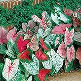 Caladium, Bulb, Fancy Mix, Pack of 10 (Ten), Easy to Grow, Colorful Mix, HOSTA photo / $17.90 ($1.79 / Count)