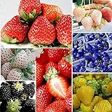 Oce180anYLVUK Erdbeersamen, 100 Stück/Beutel Mehrfarbige Vitaminreiche Erdbeersamen GVO-freie Fruchtsämlinge Für Die Landwirtschaft Schwarz foto / 4,03 €