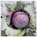 Everwilde Farms - 1 Lb Red Acre Cabbage Seeds - Gold Vault photo / $16.20