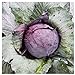photo Everwilde Farms - 1 Lb Red Acre Cabbage Seeds - Gold Vault