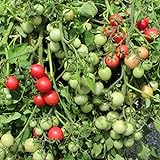Gartenperle Tomatensamen für ca. 20 Pflanzen - ideale Kübeltomate, Massenertrag foto / 1,99 € (0,10 € / stück)