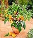 foto 100 Stück/Beutel Mini-Süßmelonensamen, Melonenbaum, nicht-gentechnikverändernd, organische Obst- und Gemüsesamen für Heimwerker, Heimgarten