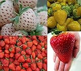 Erdbeeren-Sortiment XXL (Weisse+Gelbe+Rote+Riesenerdbeeren) 80++ Samen (Die Gartensensation) foto / 6,99 €