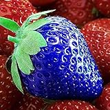 XQxiqi689sy Erdbeer-Samen, nahrhaftes Vitamin, bunt, nicht transgenisch, Bauernhoffruchtsamen, Blau, 100 Stück foto / 10,63 €
