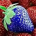 foto TOYHEART 100 Stück Premium-Fruchtsamen, Erdbeersamen, Nahrhaftes, Reichhaltiges Vitamin, Mehrfarbige, Nicht Gentechnisch Veränderte Fruchtsämlinge Für Die Landwirtschaft Blau