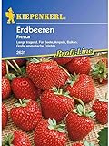 Erdbeeren Fresca foto / 5,14 €
