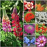 Seed Needs, Bird and Butterfly Wildflower Mixture (99% Pure Live Seed) Bulk Package of 30,000 Seeds photo / $11.99 ($0.00 / Count)