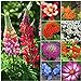 photo Seed Needs, Bird and Butterfly Wildflower Mixture (99% Pure Live Seed) Bulk Package of 30,000 Seeds