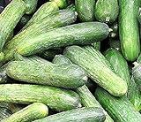50 Rhinish Pickle Cucumber Seeds | Non-GMO | Heirloom | Fresh Garden Seeds photo / $6.95