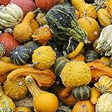100 Stück Kürbiskerne Natürliche dekorative hochkeimende gemischte kleine Kürbis-Gemüsesamen für Gärten foto / 7,66 €