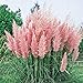 foto 3 x Cortaderia selloana ‚Rosea' 1 Liter (Ziergras/Gräser/Stauden) Pampasgras ab 3,19 € pro Stück