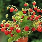 Alpine Strawberry Baron Solemacher Samen - Wald-Erdbeere foto / 9,89 €