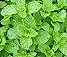photo Heirloom 200 Graines de menthe verte Mentha spicata menthe pouliot plante herbacée vivace Graines de fleurs A019