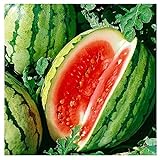 25 Dixie Queen Watermelon Seeds | Non-GMO | Heirloom | Instant Latch Garden Seeds photo / $5.95
