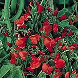 Prunkbohne Rot blühend - Feuerbohne - 25 Samen foto / 2,39 €