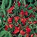 foto Prunkbohne Rot blühend - Feuerbohne - 25 Samen