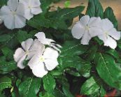 フォト 庭の花 共通ツルニチニチソウ、忍び寄るギンバイカ、花の死, Vinca minor ホワイト