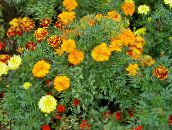zdjęcie Ogrodowe Kwiaty Marigold, Tagetes pomarańczowy