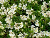 ფოტო ბაღის ყვავილები ცვილის Begonias, Begonia semperflorens cultorum თეთრი