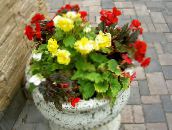 снимка Градински цветове Восък Бегония, Грудки Бегония, Begonia tuberhybrida жълт