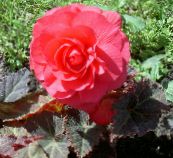 roz Ceară Begonia, Begonia Tuberculate
