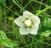 white Grass of Parnassis, Bog Star