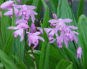 lilac Ground Orchid, The Striped Bletilla