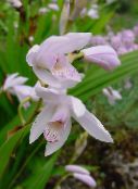 fénykép Kerti Virágok Föld Orchidea, A Csíkos Bletilla fehér