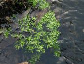 foto Trädgårdsblommor Vatten Primula, Kärr Portlak, Kärr Seedbox, Callitriche palustris grön