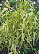 フォト 庭の花 ボウルズ黄金の草、黄金キビ草、黄金の木ミル, Milium effusum 緑色