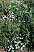 снимка Градински цветове Река Маргаритка Лебед, Brachyscome бял
