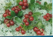 fotoğraf Bahçe çiçekleri Lingonberry, Dağ Kızılcık, Cowberry, Foxberry, Vaccinium vitis-idaea kırmızı