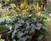 フォト 庭の花 大きな葉のメタカラコウ属、ヒョウ植物、黄金ノボロギク, Ligularia 黄