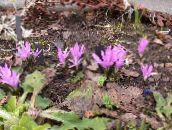 lilac Spring Meadow Saffron