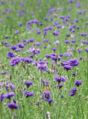purple Knapweed, Star Thistle, Cornflower