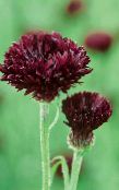 burgundy Knapweed, Star Thistle, Cornflower