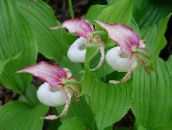 pink Lady Slipper Orchid